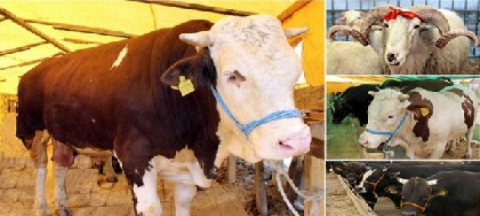 Kurbanlık Hayvan Nakillerinde Uyulması Gereken Kurallar