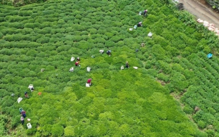 4. Amber Çay Hasat Şenliği