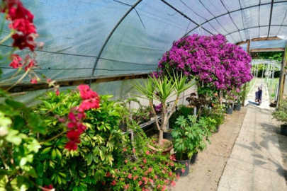 BELEDİYE 5 YIL SONRA YENİDEN KENDİ ÇİÇEĞİNİ ÜRETMEYE BAŞLADI