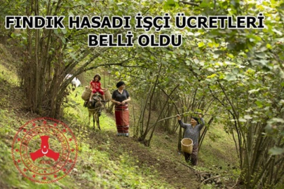 Fındık Hasadında Çalışacak İşçilere Ödenecek Ücretler Belirlendi