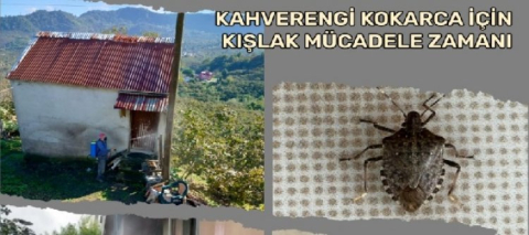 Kahverengi Kokarca İçin Kışlak Mücadele Zamanı