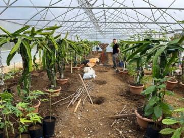 Giresun'da Ejder Meyvesi ve Papaya  Yetiştiriciliği Deneme Çalışması