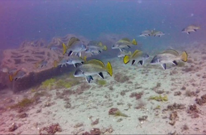 Marmara Adaları Yapay Resif Projesi ile deniz altında yaşam canlanıyor  