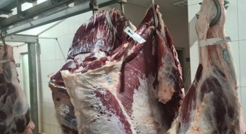 Giresun'da Mezbahalarda Etiketleme Cihazları Modernize Edildi