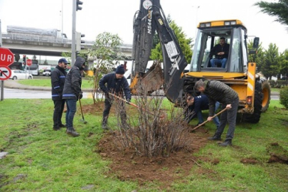 REFÜJLERE ORMAN GÜLÜ DİKİLİYOR