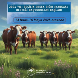 2024 Yılı Besilik Erkek Sığır (Karkas) Desteği Müracaatları Başladı