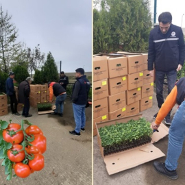 Çiftçilere Domates Fidesi Dağıtıldı