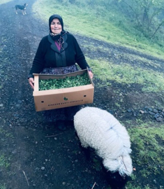 Domates Yetiştiriciliğinin Geliştirilmesi Projesi