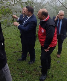GİRESUN İLİNDE DON ZARARI YERİNDE İNCELENDİ