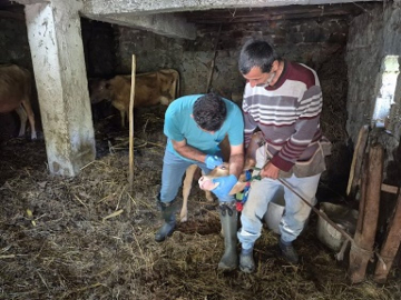 Giresun’da İlk 5 Ayda 267 Bin 556 Muhtelif Hayvan Aşılandı