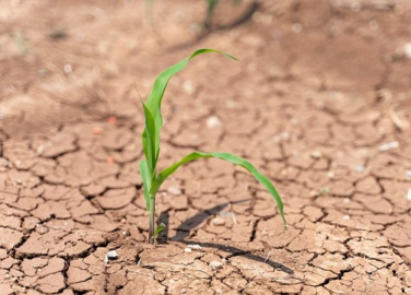 Toprağı İyileştirmek, Doğayı ve Geleceği Korumaktır