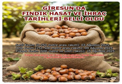 GİRESUN'DA FINDIK HASAT VE İHRAÇ TARİHLERİ BELLİ OLDU