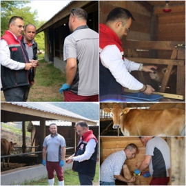 Giresun'da Şap hastalığı SAT-1 serotipine karşı koruyucu aşılama çalışmaları