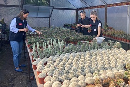 Süs Bitkileri Üretimi Yapılan Seralarda