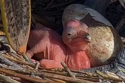 Manyas Kuş Cenneti’nde yeni hayat! Tepeli Pelikan yavruları yumurtadan çıktı