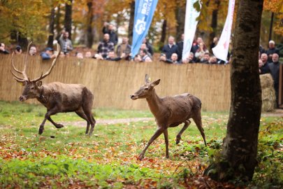 22 kızıl geyik Samanlı Dağları'nda
