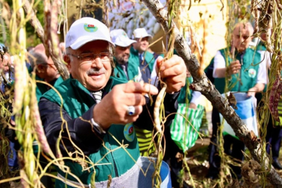 Ordu’da Akkuş fasulyesi markalaşıyor, hasat başladı