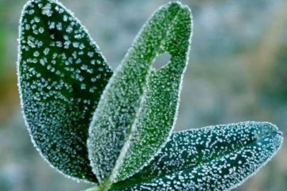 Zirai dondan etkilenen üreticilere 707 milyon TL destek