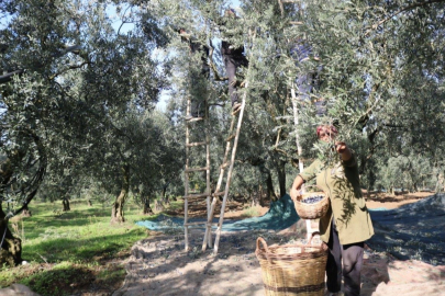 Marmarabirlik zeytin alım fiyatlarını açıkladı... Taban 55 TL, tavan 160 TL!