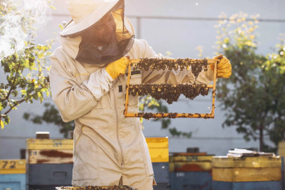Kraliçe Arıyı Uzun Yaşatan Arı Sütü, İnsanlar için de Sağlık Kalkanı