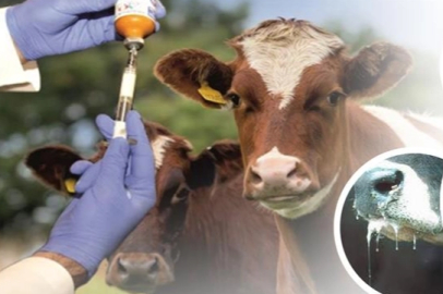 Şap hastalığı kontrol altında!