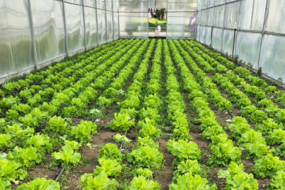 BATEM UYGULAMA SERASINDA HASAT ZAMANI