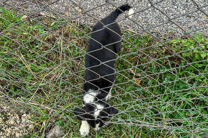 Sakarya'da 11 metrelik çukurdan sağ salim kurtarıldı