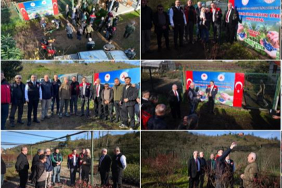 GİRESUN’DA MAVİYEMİŞ ATAĞI