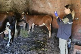 GİRESUN’DA ŞAPLA BÜYÜK MÜCADELE