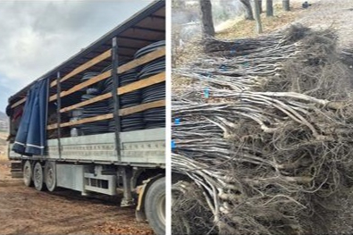 ŞEBİNKARAHİSAR VE ÇAMOLUK’TA ÇİFTÇİYE CEVİZ, BADEM VE DAMLA SULAMA DESTEĞİ