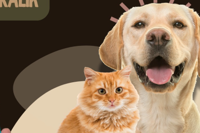 MİKROÇİP VE KAYIT İŞLEMLERİNDE SON GÜN 31 ARALIK 2025