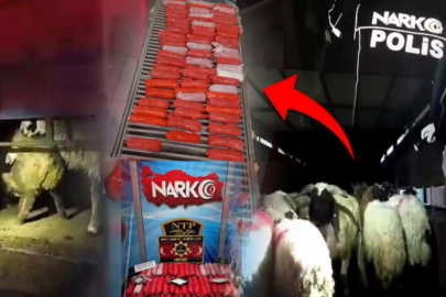 BUNU DA YAPTILAR! KÜÇÜKBAŞ HAYVANLARIN KARIN BOŞLUKLARINA ZULALADILAR!