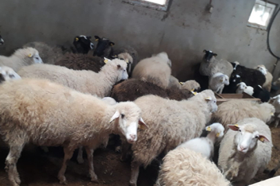 ARİ KOYUNCULUK İŞLETMESİ GİRESUN’DA