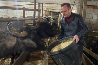 GİRESUN’DA MANDA YETİŞTİRİCİLİĞİ EKONOMİYE CAN SUYU OLDU