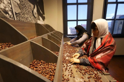 Türkiye’nin ilk fındık müzesi yoğun ilgi görüyor