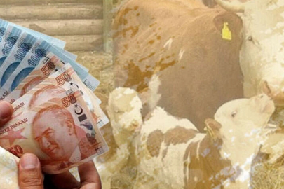 Çiftçilere 226 milyon TL destek hesaplarda!