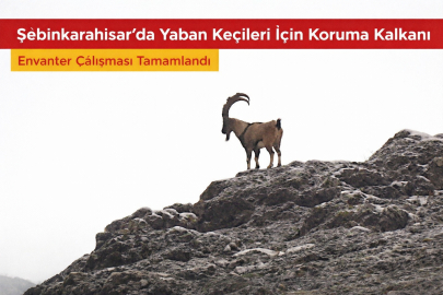 ŞEBİNKARAHİSAR’DA YABAN KEÇİLERİ İÇİN KORUMA KALKANI