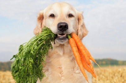 Köpeklerin beslenme alışkanlığını değiştirmek, insanlarınkine göre daha büyük etki oluşturabilir