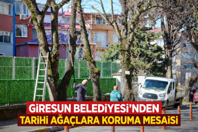 GİRESUN BELEDİYESİ’NDEN TARİHİ AĞAÇLARA KORUMA MESAİSİ