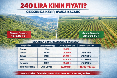 240 LİRA KİMİN FİYATI?  GİRESUN’DA KAYIP, OVADA KAZANÇ