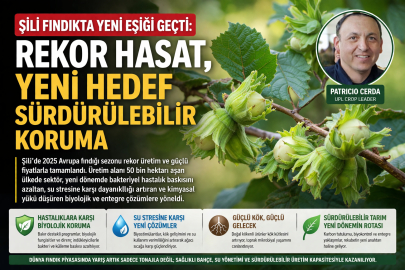 ŞİLİ FINDIKTA YENİ EŞİĞİ GEÇTİ: REKOR HASAT, YENİ HEDEF SÜRDÜRÜLEBİLİR KORUMA