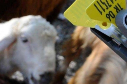 Hayvan sahiplerine aşı ve küpe ücretlerinde önemli ayar... O ücretler desteklemeden düşecek