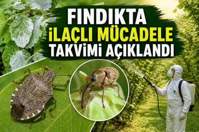 FINDIKTA İLAÇLI MÜCADELE TAKVİMİ AÇIKLANDI