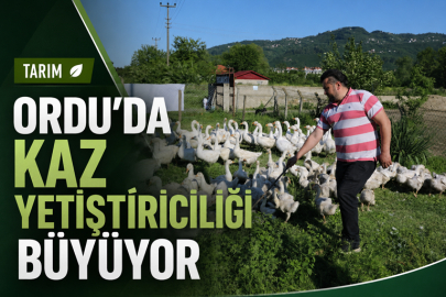 ORDU’DA KAZ YETİŞTİRİCİLİĞİ BÜYÜYOR