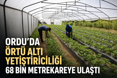 Ordu’da örtü altı yetiştiriciliği 68 bin metrekareye ulaştı