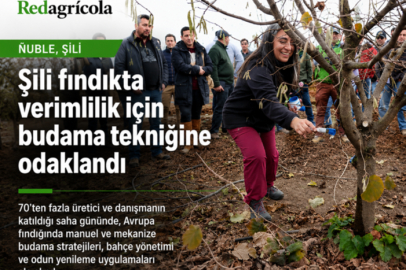 ŞİLİ FINDIKTA VERİMLİLİK İÇİN BUDAMA TEKNİĞİNE ODAKLANDI
