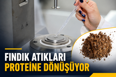Fındık atıkları proteine dönüşüyor