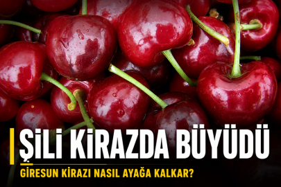 ŞİLİ KİRAZDA İHRACAT MODELİ KURDU, GİRESUN ANAVATANINDA KİRAZI YENİDEN AYAĞA KALDIRMALI