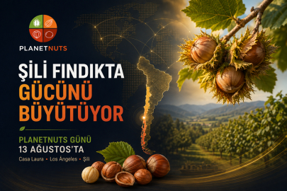 ŞİLİ FINDIKTA DÜNYA SAHNESİNE ÇIKIYOR