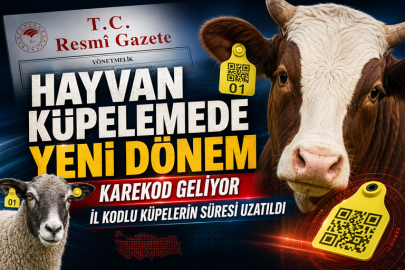 Hayvan küpeleme sisteminde yeni dönem... Karekod geliyor, il kodlu küpelerin süresi uzatıldı